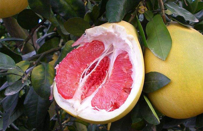 红心蜜柚苗多少钱一棵?红心蜜柚苗适合什么时候种植?