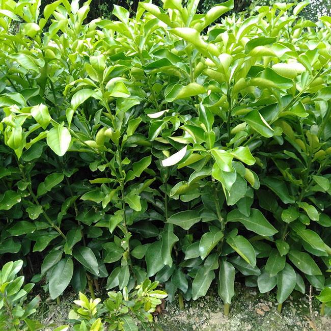 红心蜜柚苗多少钱一棵?红心蜜柚苗适合什么时候种植?