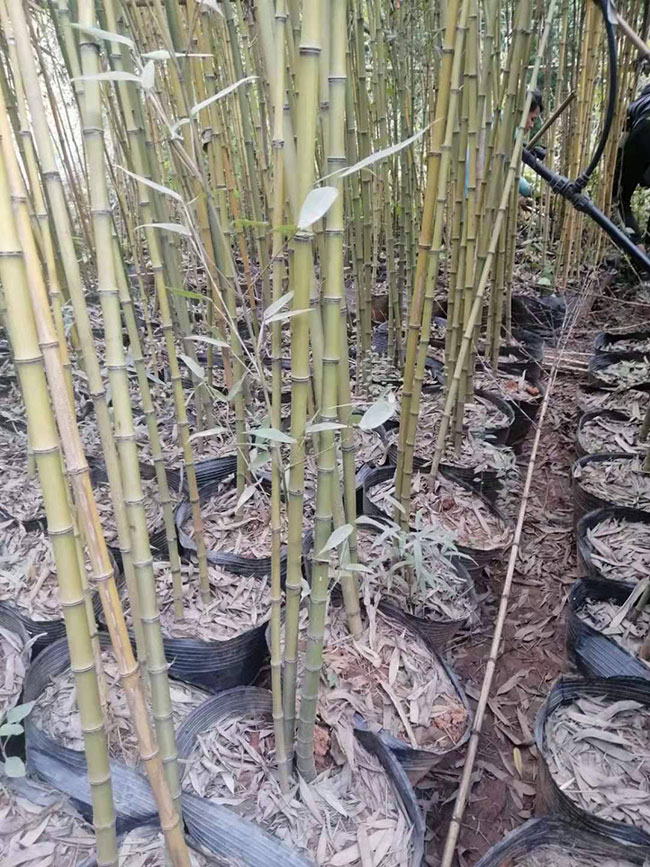竹子