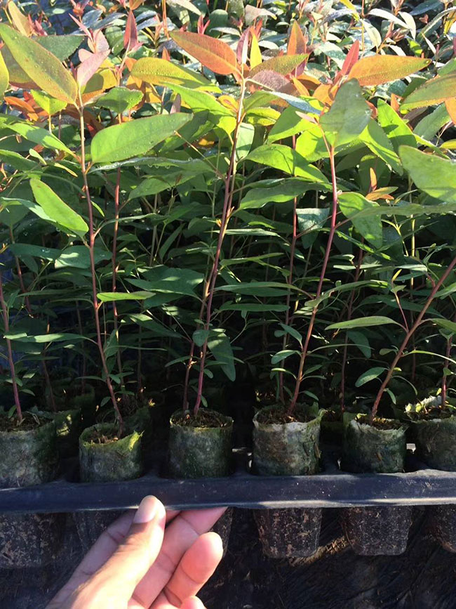 桉树多少钱一棵?2020年桉树种植前景分析