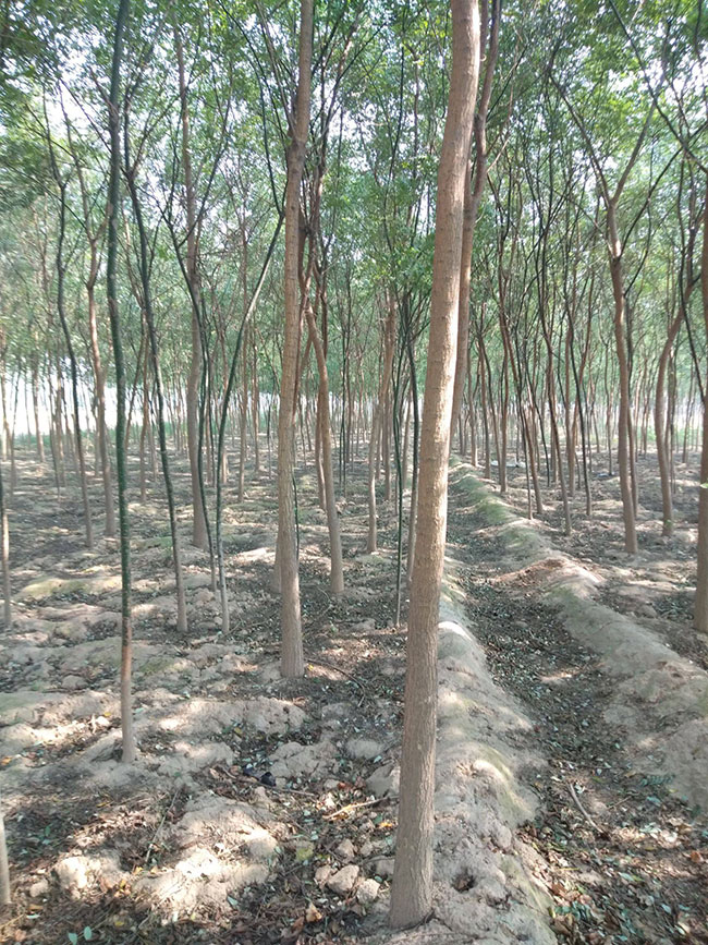 槐树苗多少钱一棵?2020年最新槐树苗价格行情