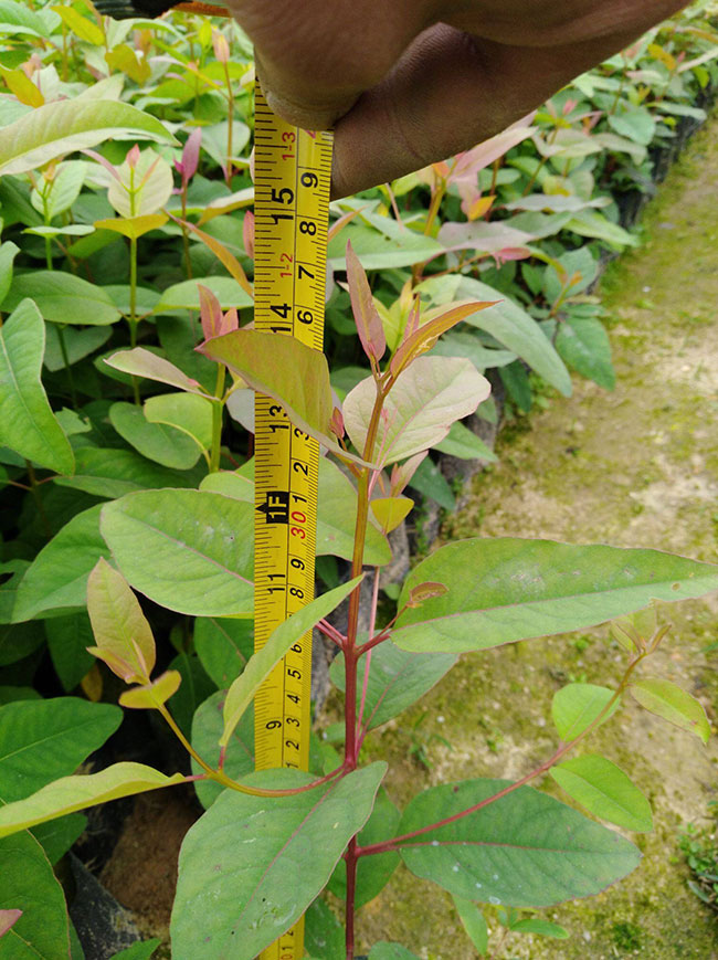 桉树多少钱一棵?2020年桉树种植前景分析