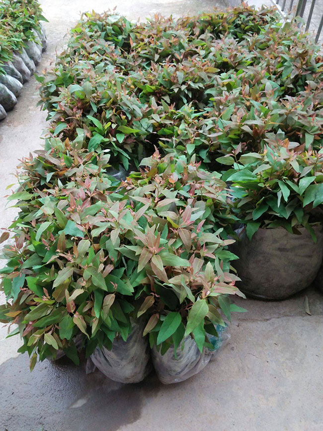 桉树多少钱一棵?2020年桉树种植前景分析