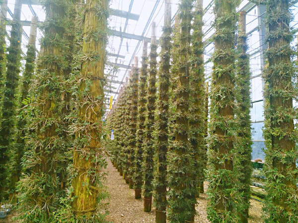 铁皮石斛种植基地实拍