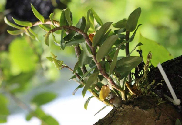 石斛种植