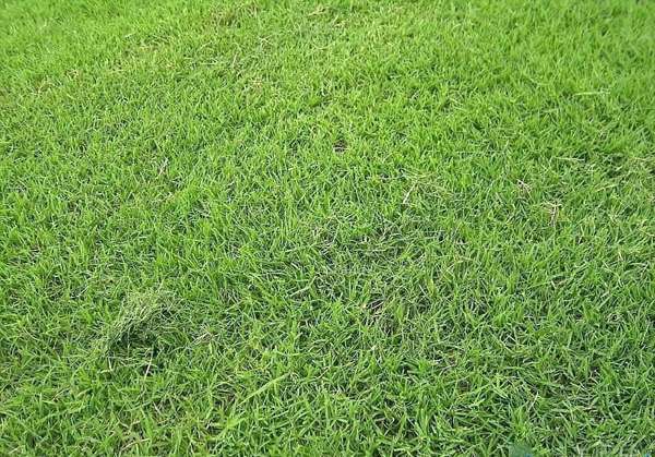 细叶结缕草怎么种？细叶结缕草种植方法