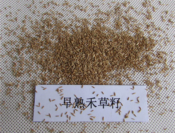 早熟禾种子