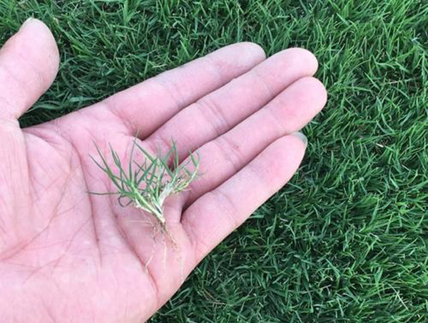 马尼拉草