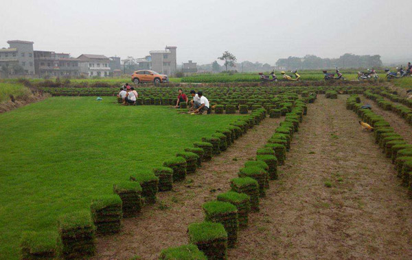 马尼拉草坪