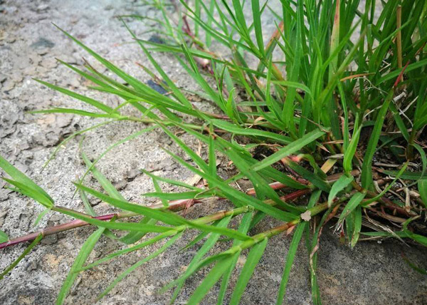 狗牙根草籽多少天出？狗牙根草籽发芽时间