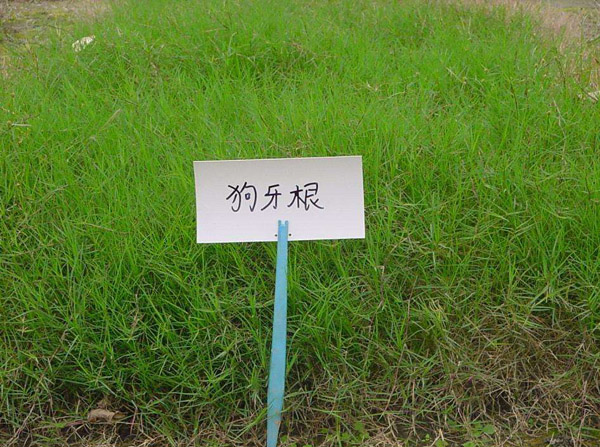 狗牙根草