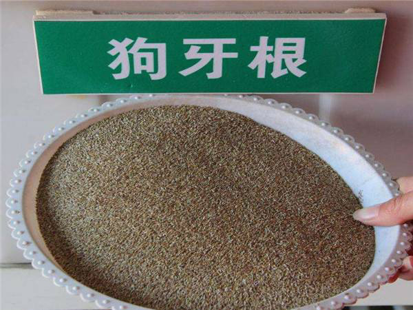 狗牙根草籽怎样播种？狗牙根草籽播种方法
