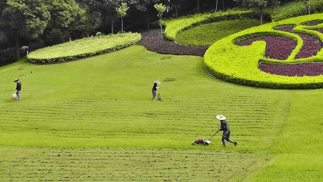 高羊茅适合庭院种植吗?怎样种植高羊茅?