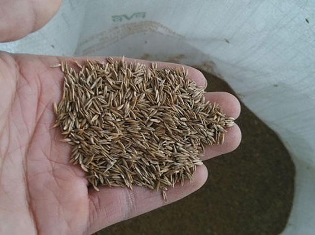 高羊茅草籽