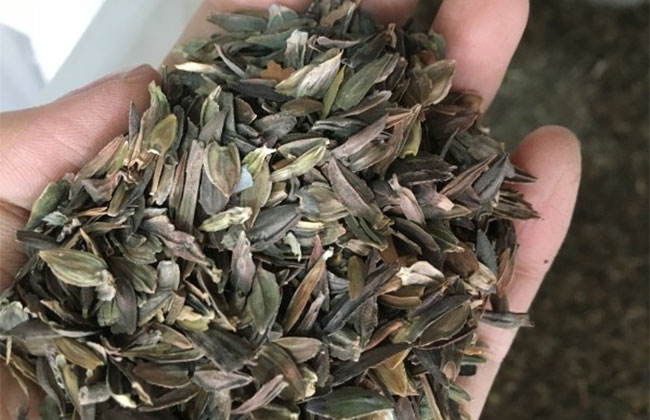 高羊茅种子几月种植?高羊茅种植时间和方法