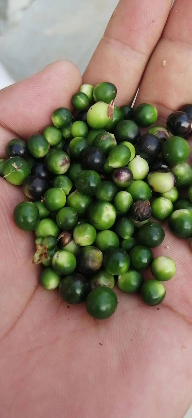 矮麦冬草坪好不好?矮麦冬草坪优缺点
