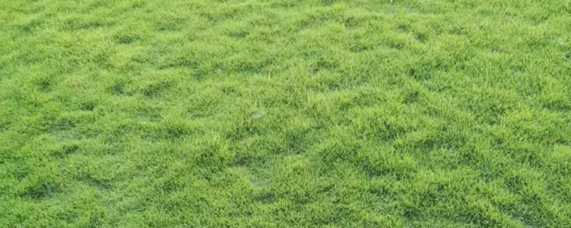 百喜草是护坡草种吗 百喜草是护坡草种吗