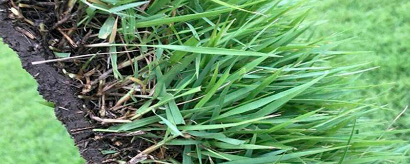 百喜草什么时候种植合适
