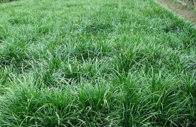 高羊茅草籽什么时候播种最好?高羊茅草籽播种方法