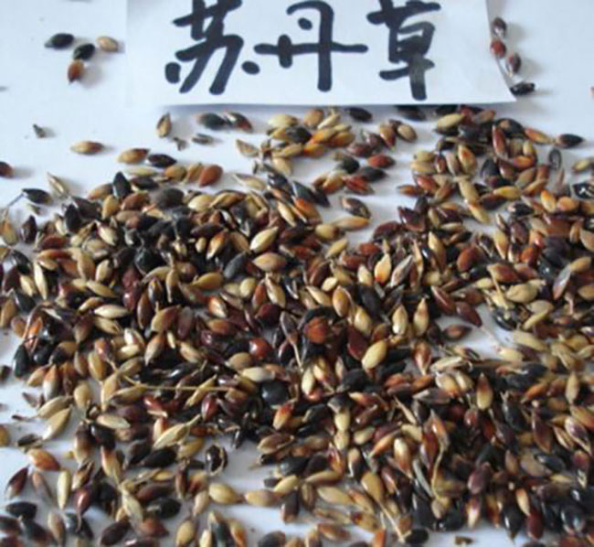 苏丹草几月份播种?苏丹草种植技术和方法