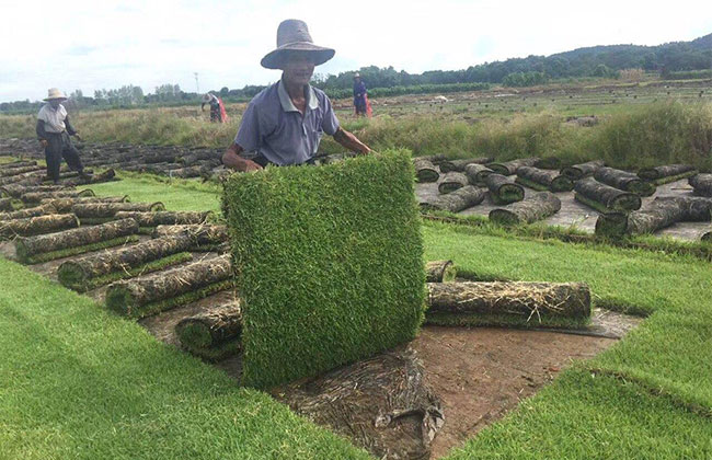 种植草坪一年收几次?一般农田可以种草皮吗?
