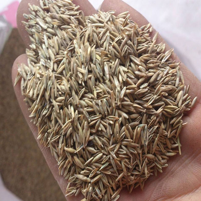 什么时候种草坪好?草坪最佳种植时间和方法