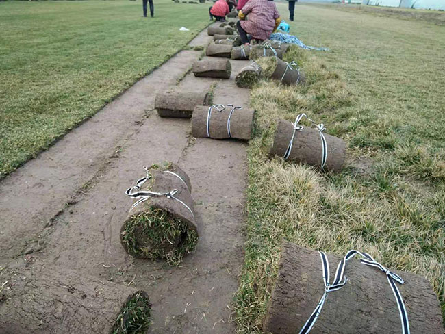 什么时候种草坪好?草坪最佳种植时间和方法