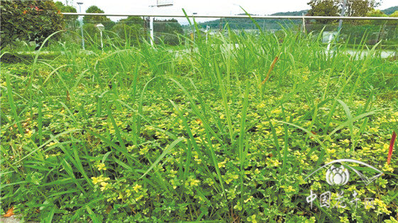 茅草防除特效法斩草除根彻底