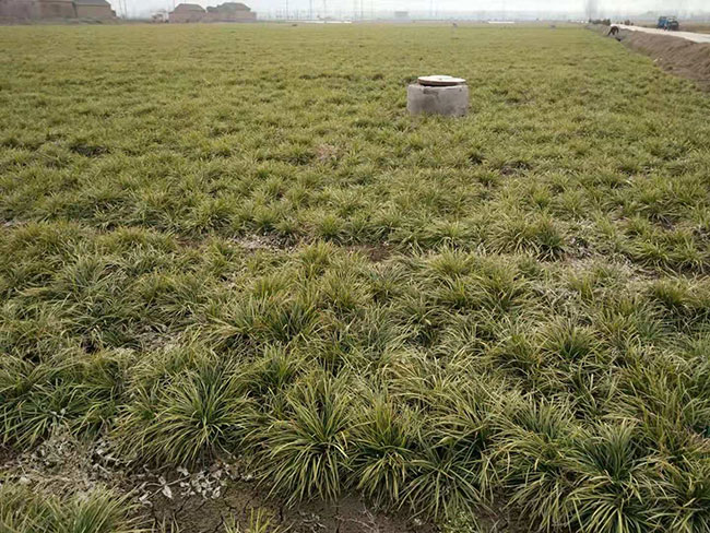 什么时候种草坪好?草坪最佳种植时间和方法