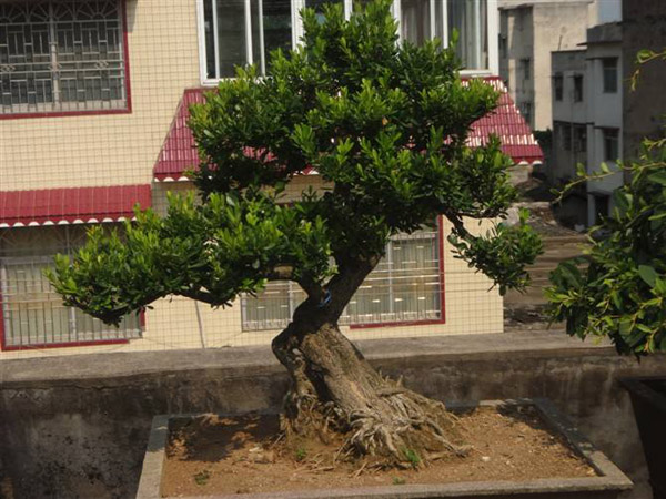 黄杨盆景用什么土种植好？黄杨盆景土配制方法