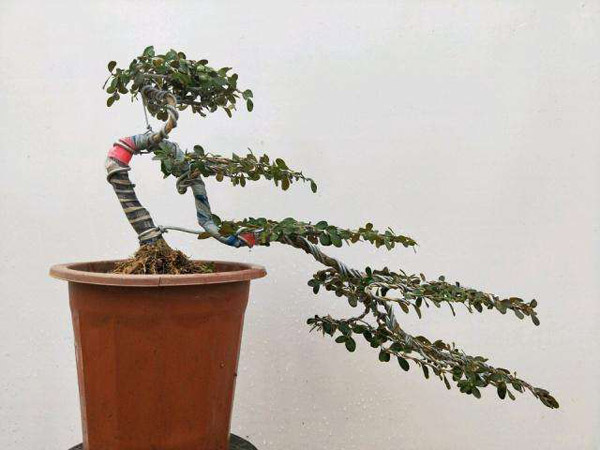 小叶黄杨盆景怎样制作？盆栽小叶黄杨的种植方法