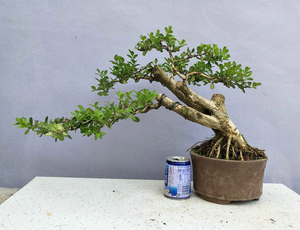 小叶黄杨盆景怎样制作？盆栽小叶黄杨的种植方法