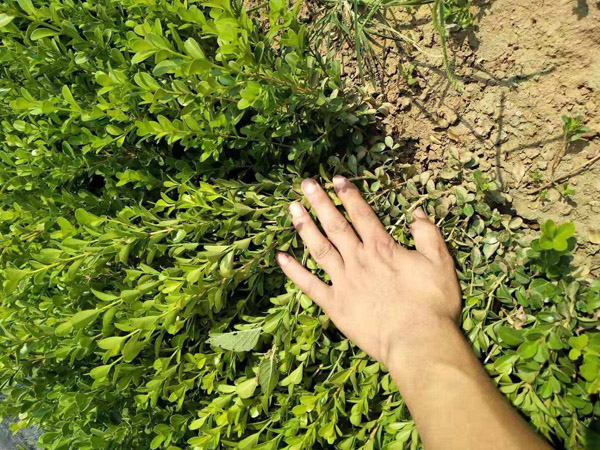 小叶黄杨种植基地实拍