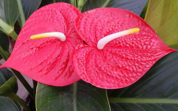 红掌的花