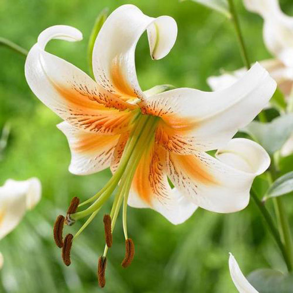 百合花