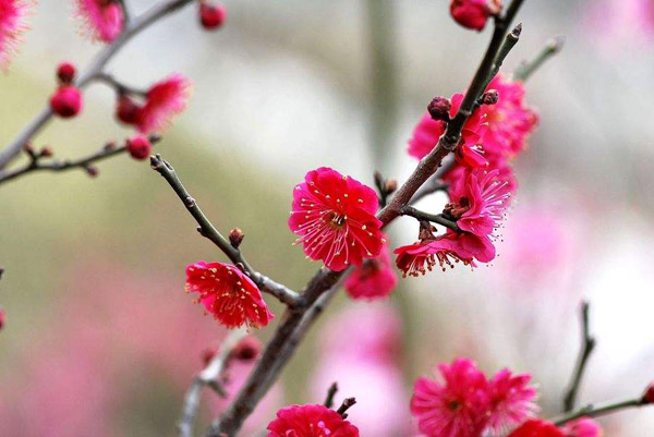 红梅花