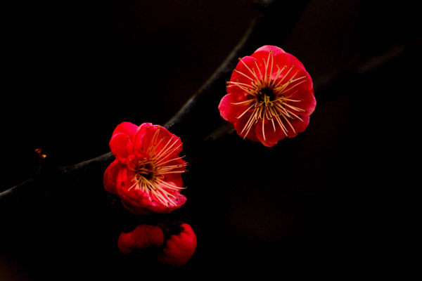 红梅花
