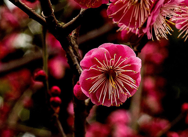 梅花