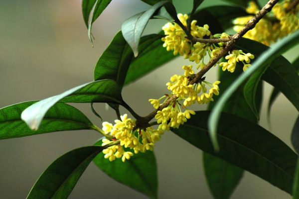 桂花品种有哪些？常见的桂花树品种介绍