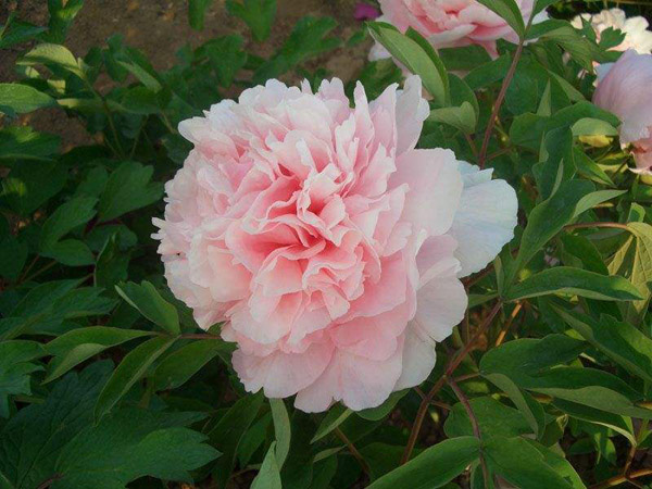 粉色牡丹花
