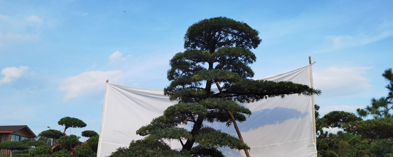 迎客松