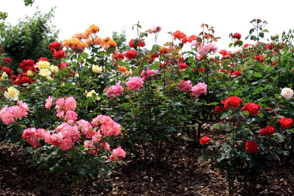 月季花基地