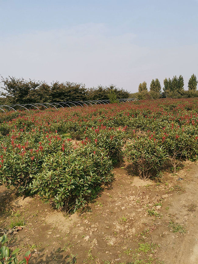石楠树价格