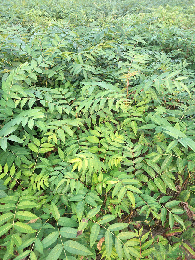 香椿树苗多少钱一棵?种植1亩露天香椿利润多少