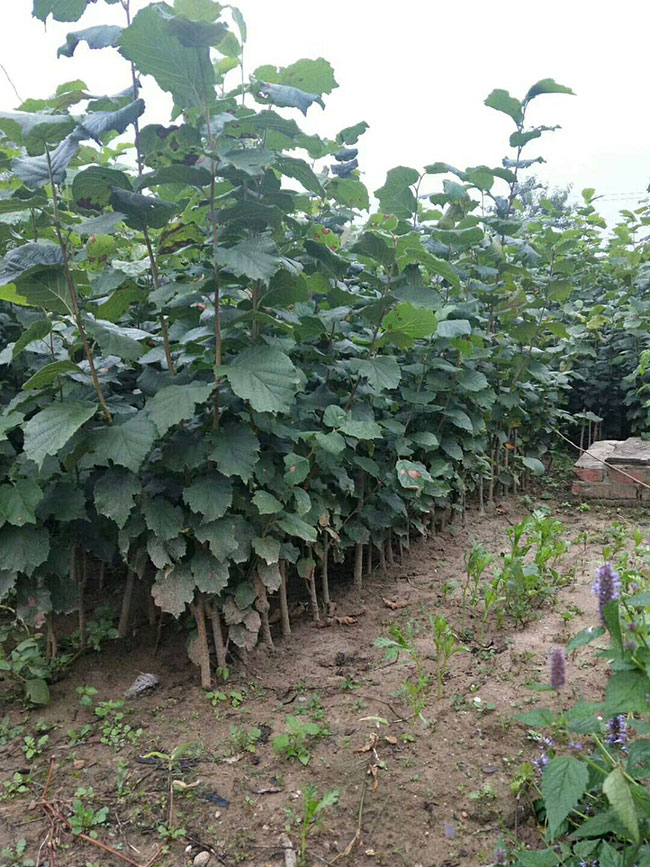 榛子苗多少钱一棵