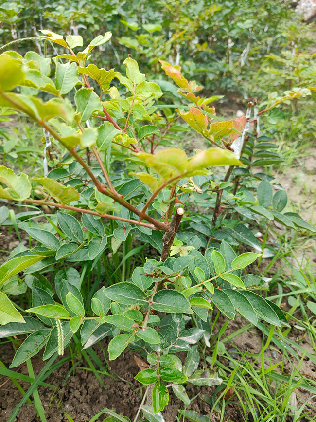 两年生花椒苗多少一棵?花椒的功效与作用