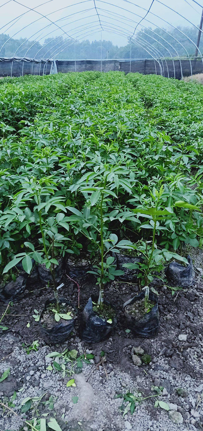 两年生花椒苗多少一棵?花椒的功效与作用