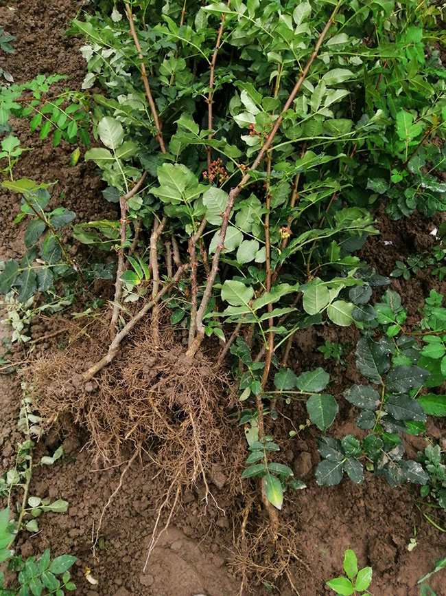 两年生花椒苗多少一棵?花椒的功效与作用