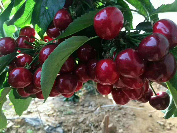 车厘子树苗多少钱一棵？2020年大棚种植车厘子前景
