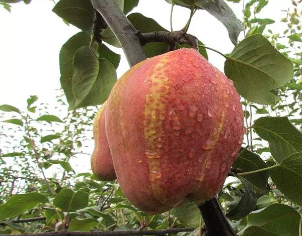 红梨树